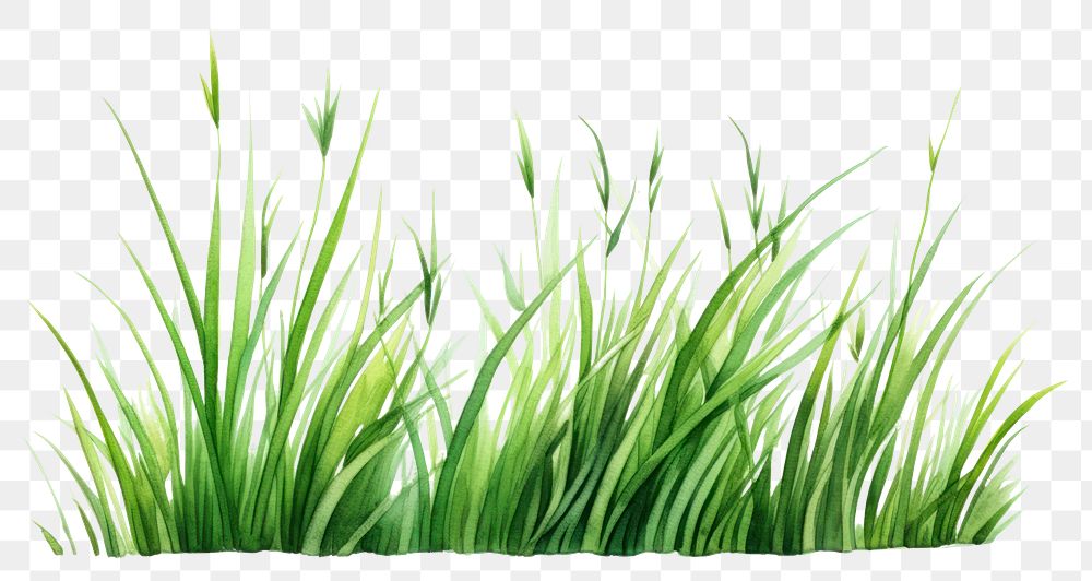 PNG Grass plant green wheatgrass. 