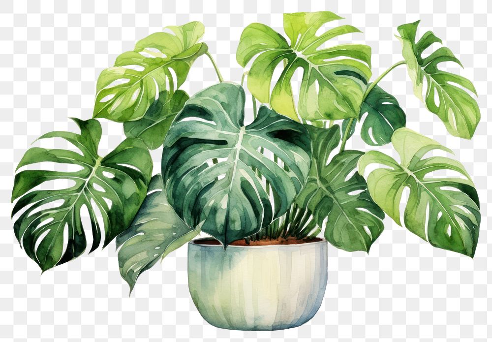 PNG Plant leaf houseplant freshness. 