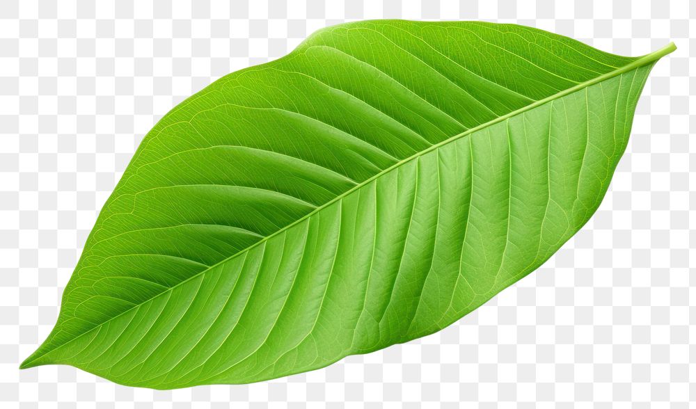 PNG Plant leaf xanthosoma annonaceae. AI generated Image by rawpixel.