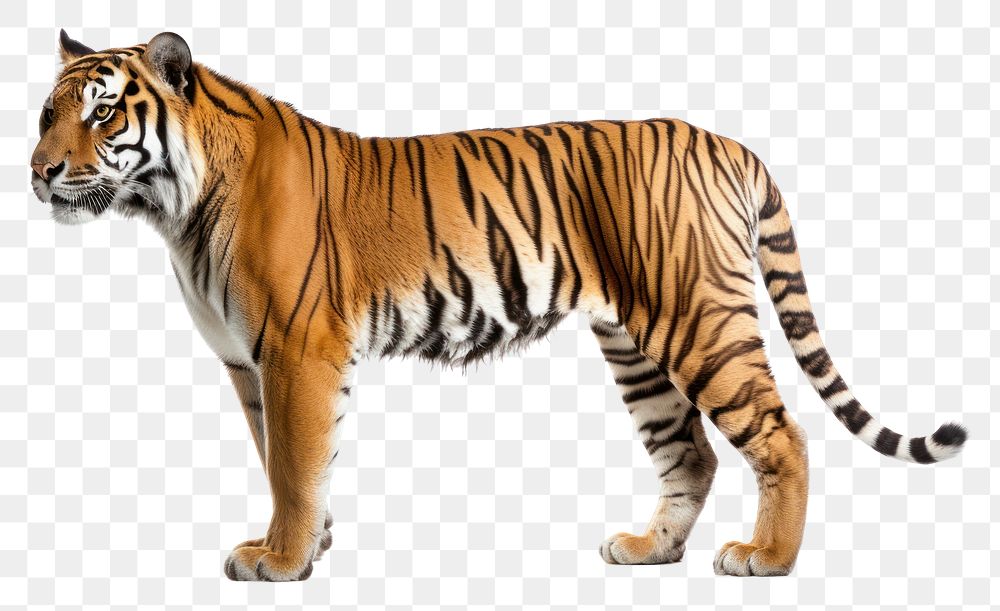 PNG Tiger wildlife standing animal. AI generated Image by rawpixel.
