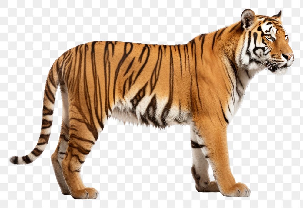 PNG Tiger wildlife standing animal. AI generated Image by rawpixel.