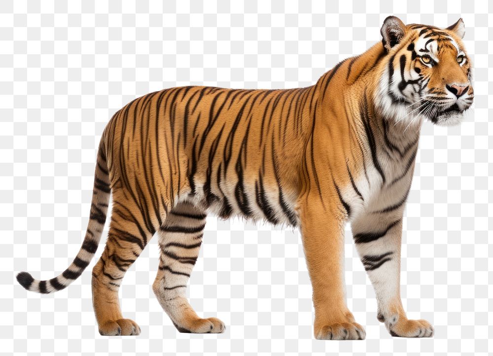 PNG Tiger wildlife standing animal. AI generated Image by rawpixel.