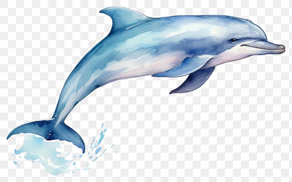 PNG Dolphin animal mammal fish. 