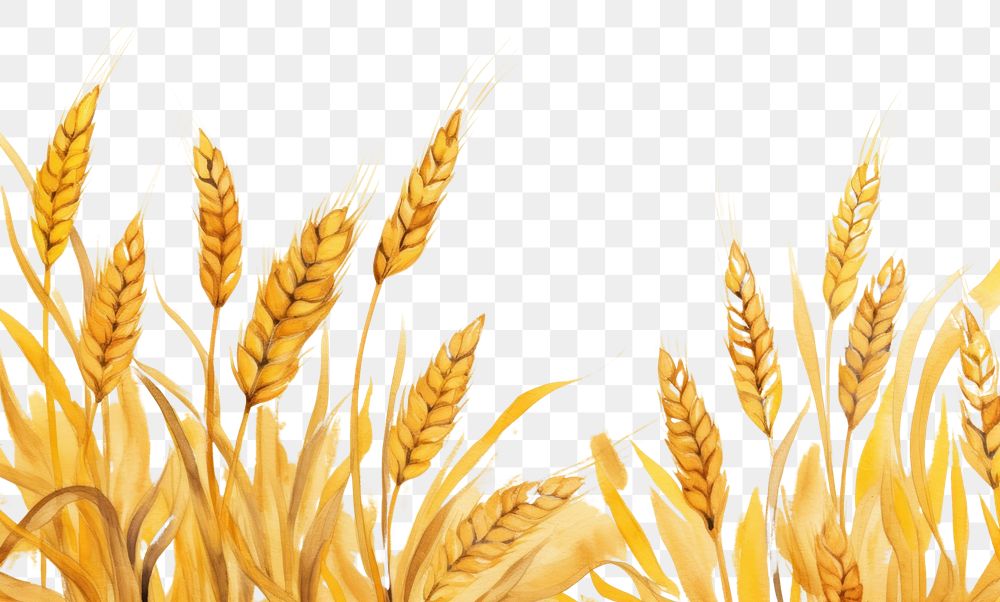 PNG Wheat agriculture backgrounds nature. AI generated Image by rawpixel.