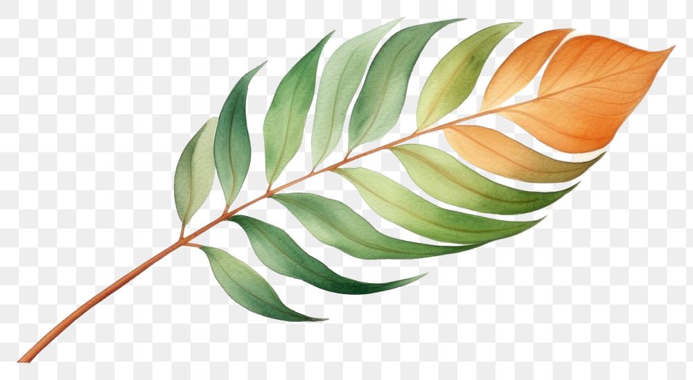 PNG Plant leaf pattern nature. AI generated Image by rawpixel.