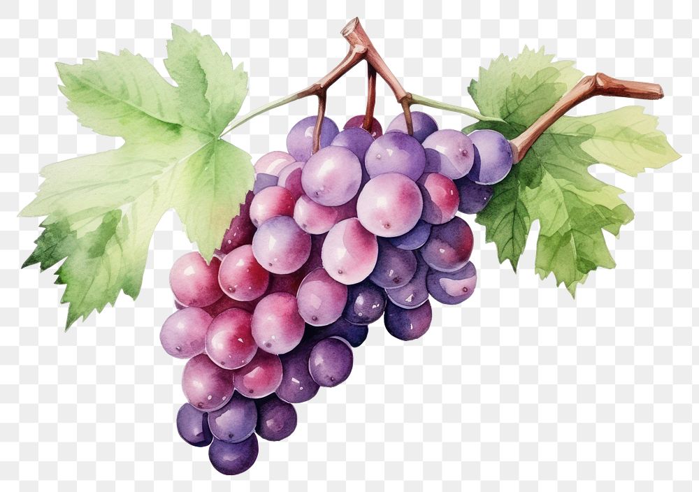 PNG Grapes fruit plant food. AI generated Image by rawpixel.