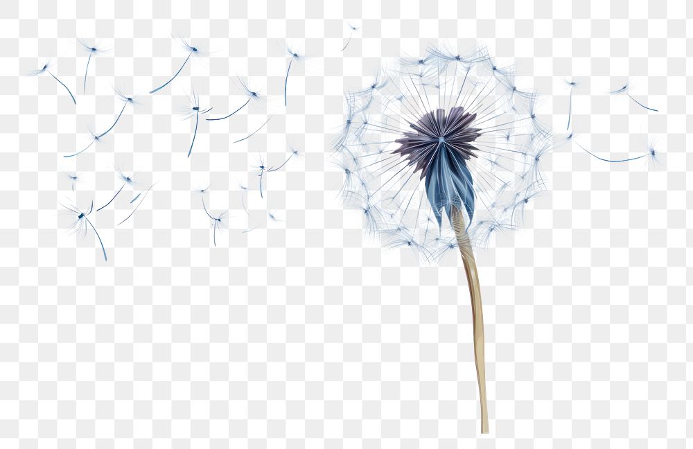 PNG Dandelion flower plant inflorescence. AI generated Image by rawpixel.