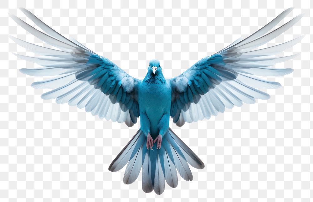 PNG Animal flying bird blue. AI generated Image by rawpixel.