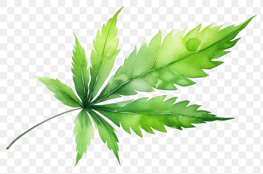 PNG Leaf cannabis plant herbs. 