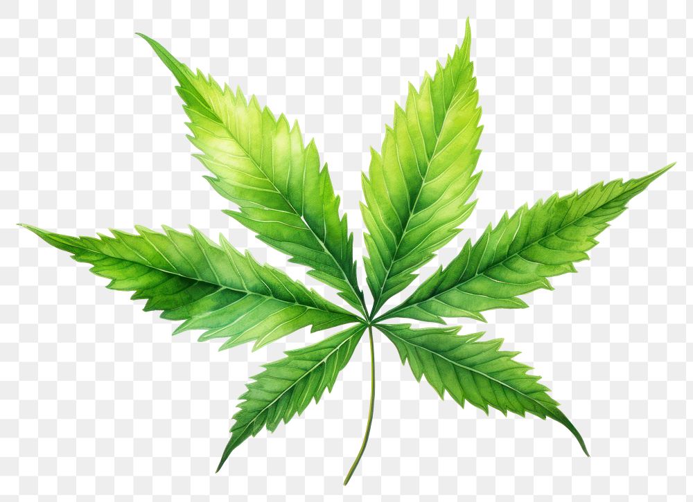 PNG Leaf cannabis plant herbs. AI generated Image by rawpixel.