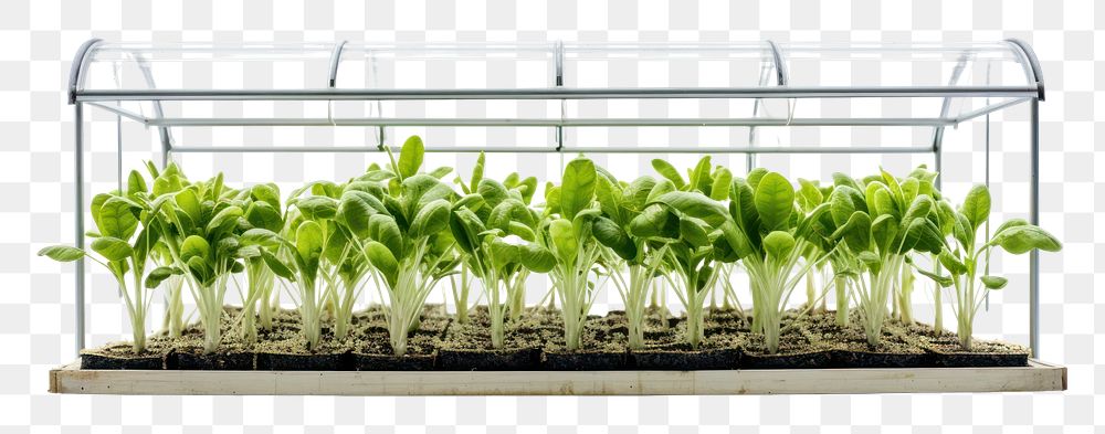 PNG Vegetable plant biochemistry agriculture. AI generated Image by rawpixel.