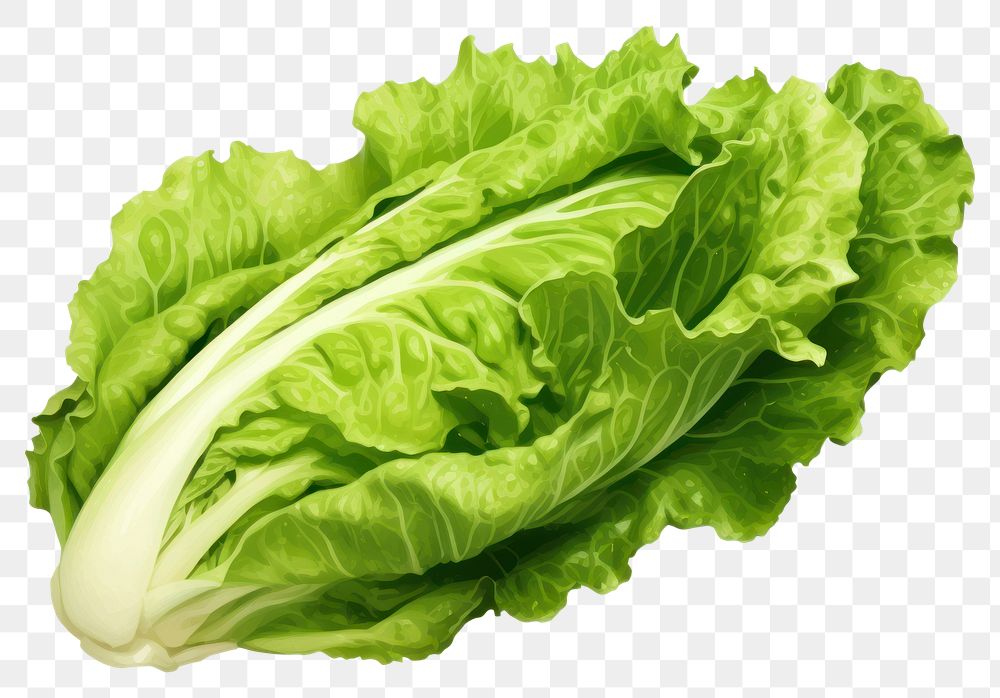 PNG Lettuce vegetable plant food, digital paint illustration. 