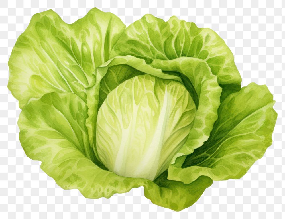 PNG Lettuce vegetable cabbage plant, digital paint illustration. AI generated image