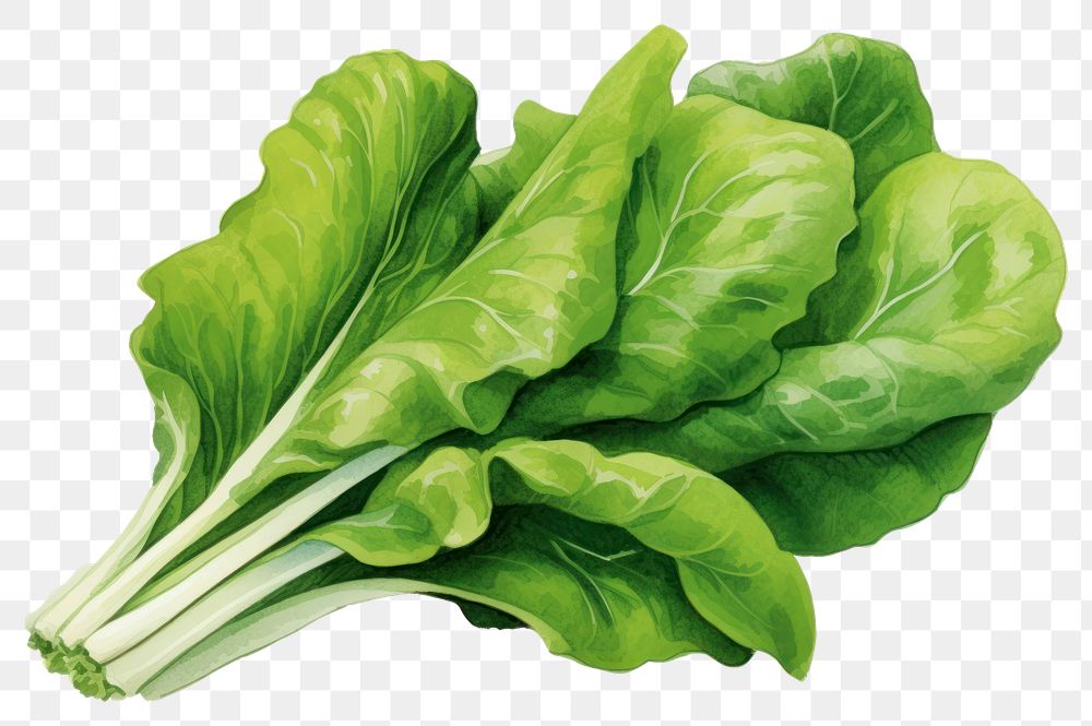 PNG Vegetable lettuce spinach plant, digital paint illustration. 