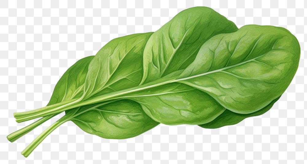 PNG Spinach vegetable plant food, digital paint illustration.