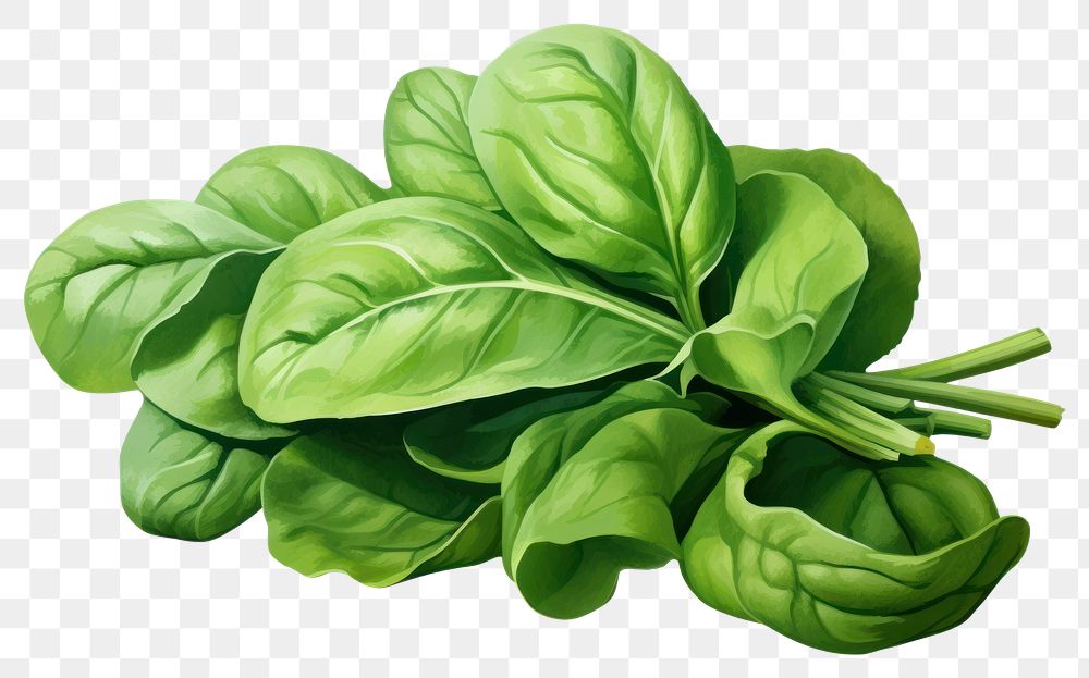 PNG Spinach vegetable plant food, digital paint illustration. AI generated image