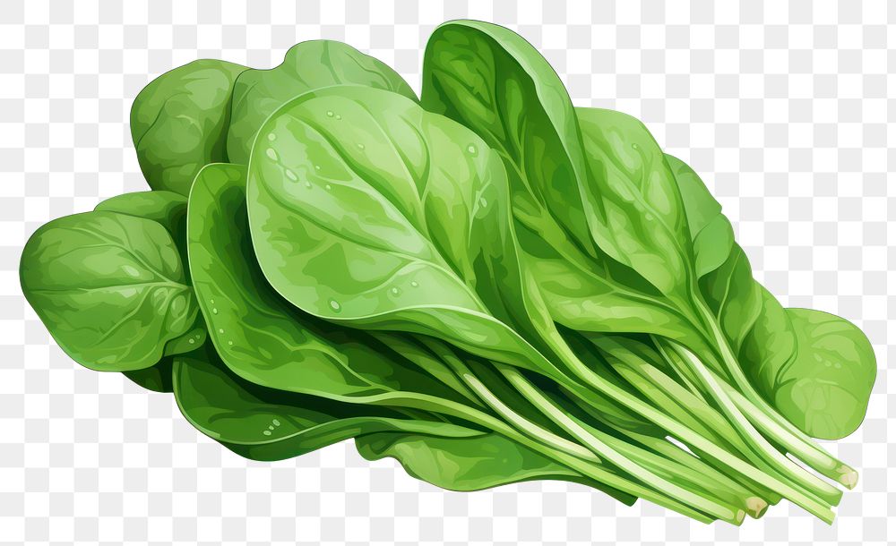 PNG Spinach vegetable plant food, digital paint illustration. AI generated image