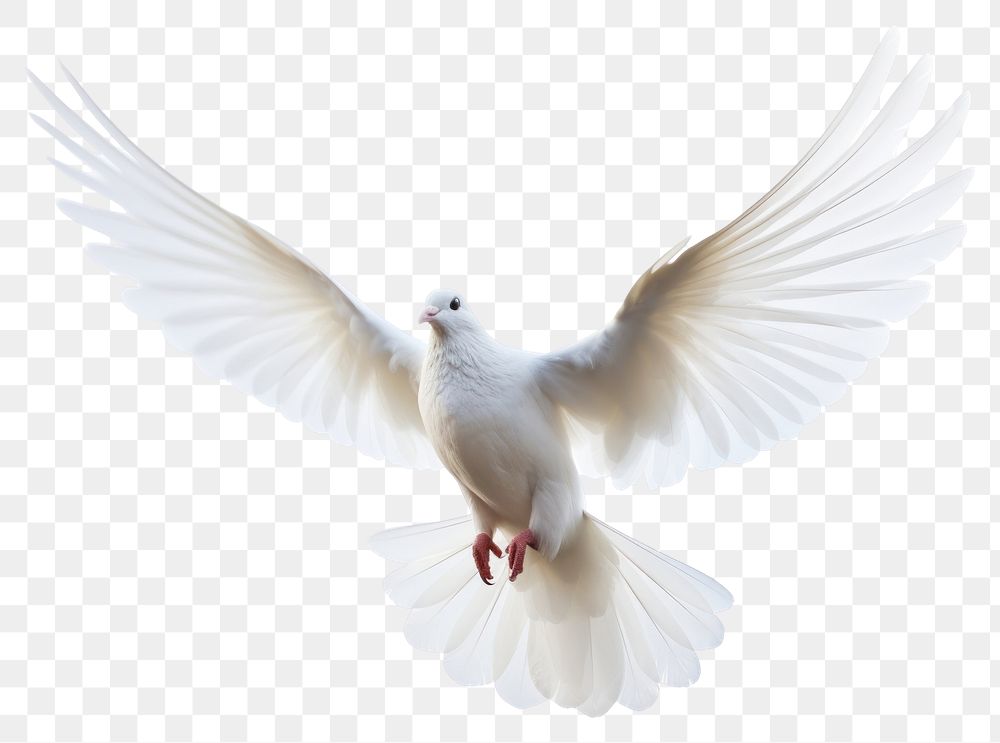 PNG Animal flying white bird
