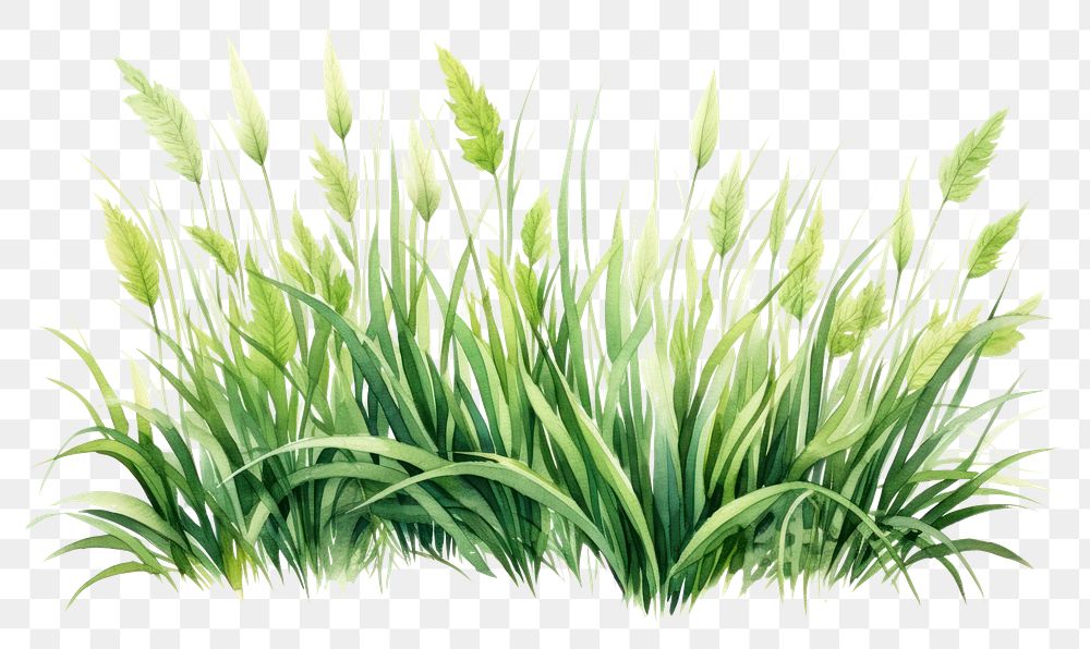 PNG Grass plant green tranquility. AI generated Image by rawpixel.