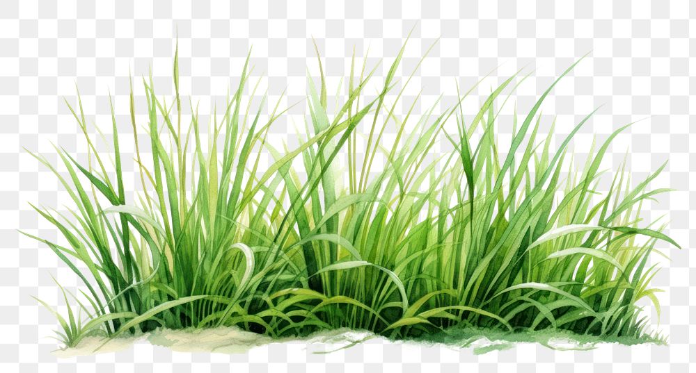 PNG Grass plant green lawn. 