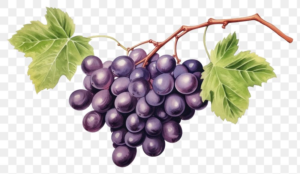 PNG Grapes fruit plant food. AI generated Image by rawpixel.