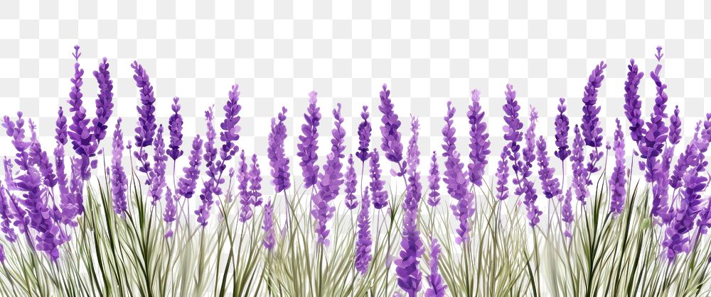 PNG Lavender blossom flower purple