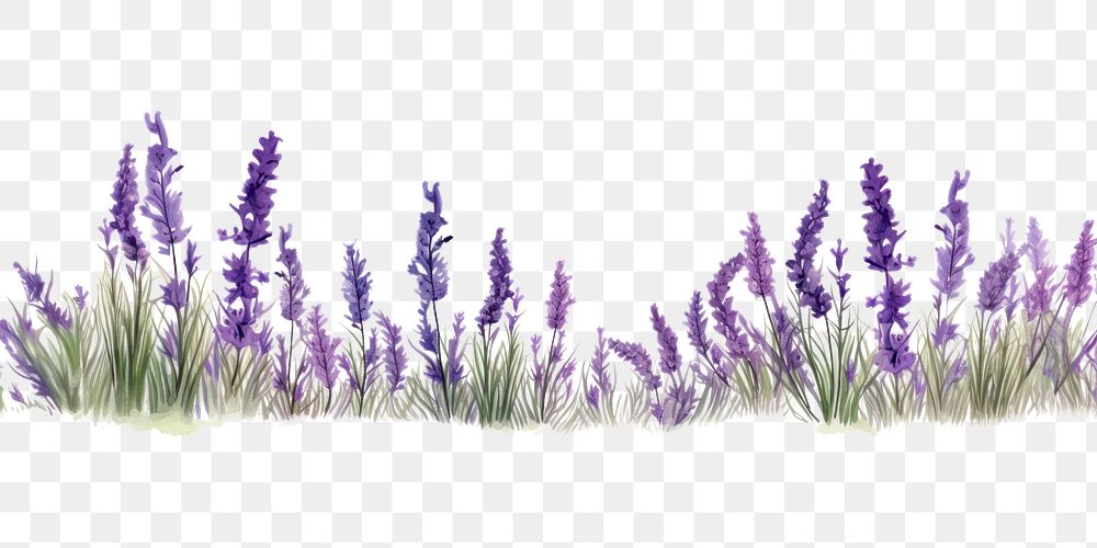 PNG Lavender flower plant inflorescence