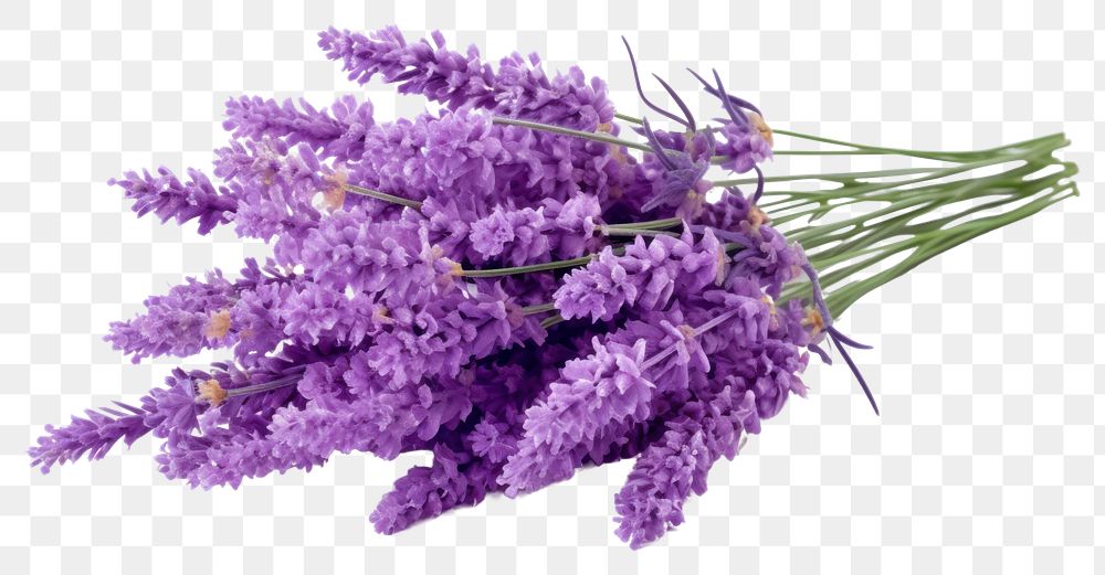 PNG Lavender blossom flower plant. 