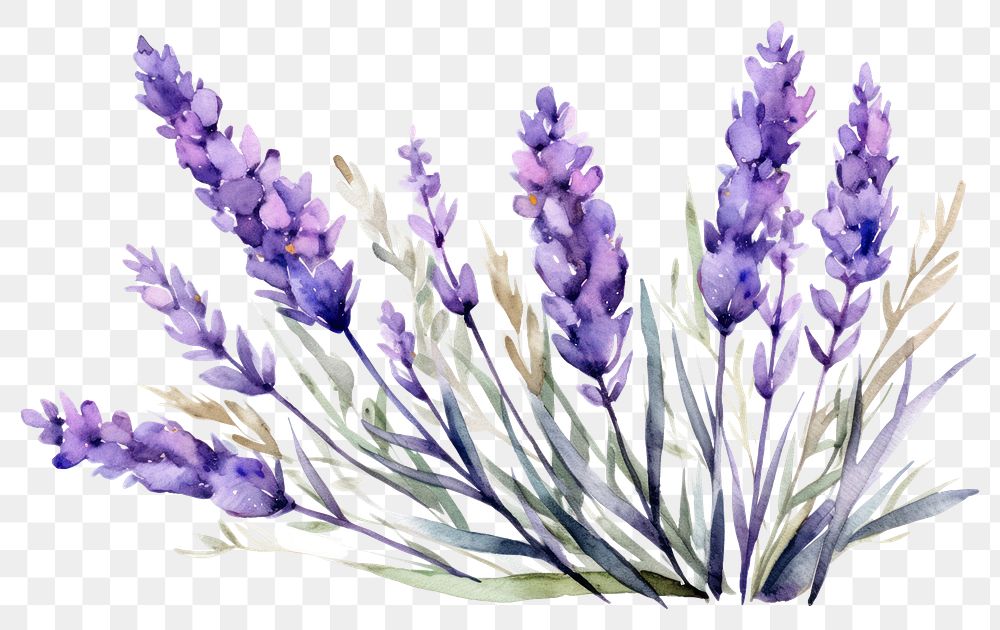 PNG Lavender blossom flower purple. | Premium PNG - rawpixel