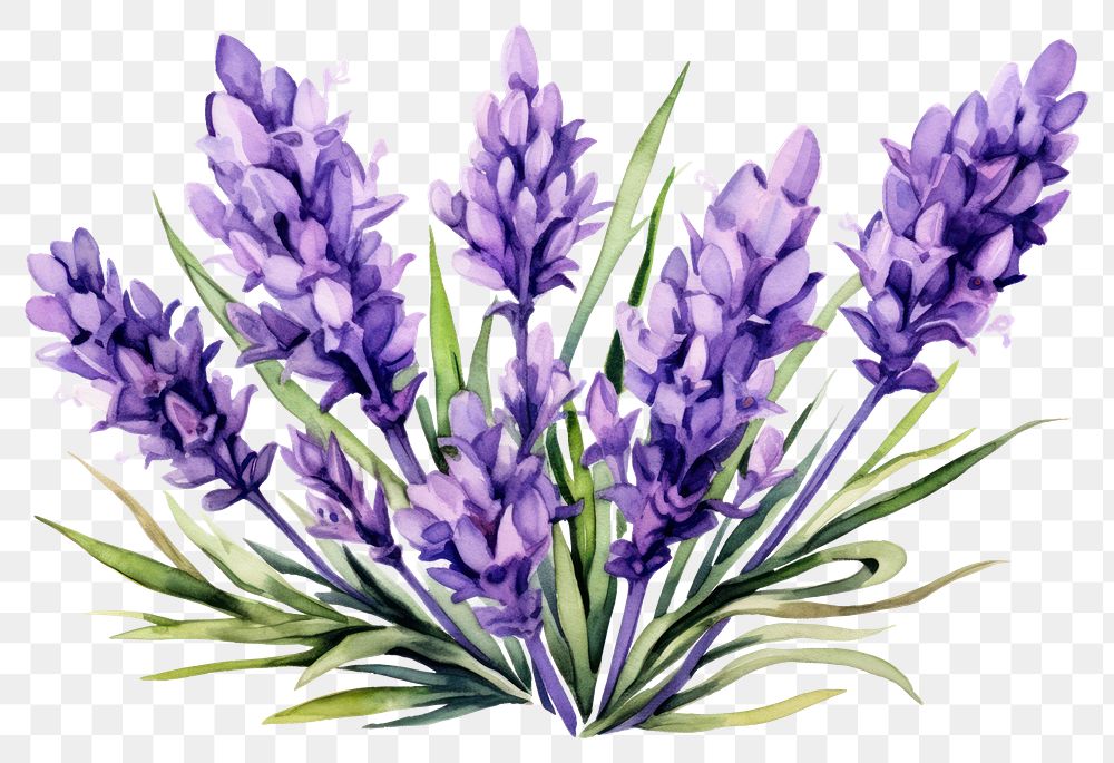 PNG Lavender blossom flower purple. 