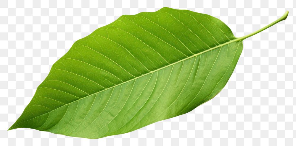 PNG Plant leaf xanthosoma freshness. 