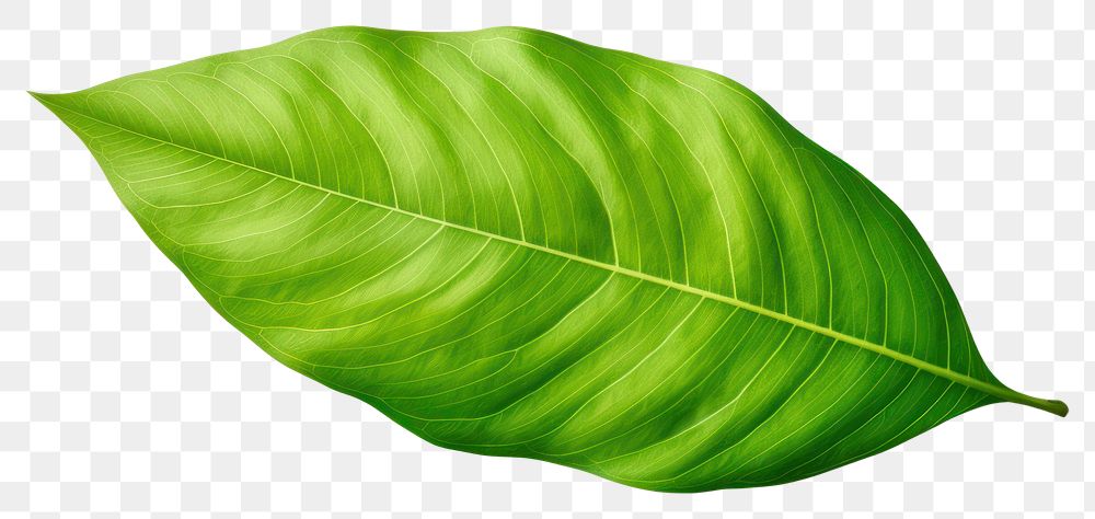 PNG Plant leaf freshness pattern. AI generated Image by rawpixel.