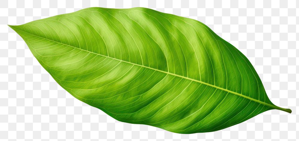 PNG Plant leaf freshness pattern. 