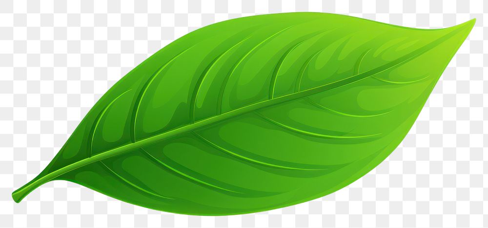 PNG Plant leaf freshness clothing. 