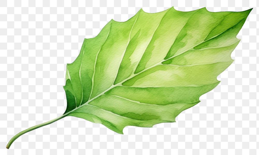 PNG Plant leaf tree freshness. 