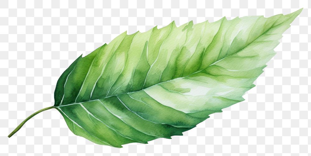 PNG Leaf plant freshness nature. 