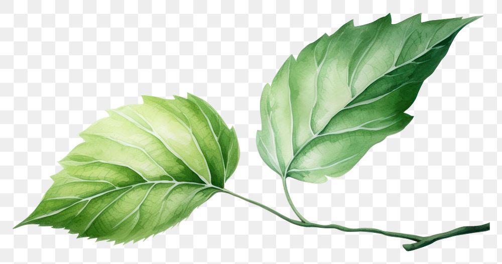 PNG Leaf plant freshness branch. AI generated Image by rawpixel.