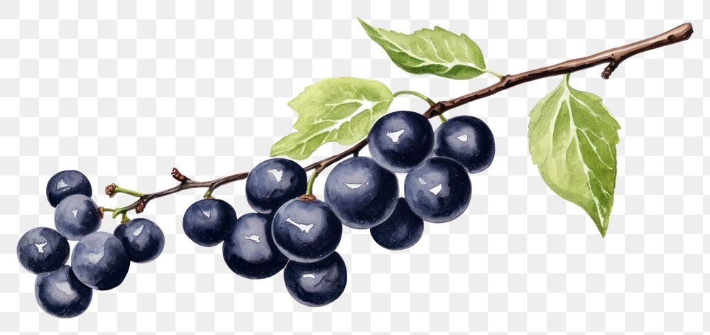 PNG Grapes blueberry fruit plant. AI generated Image by rawpixel.
