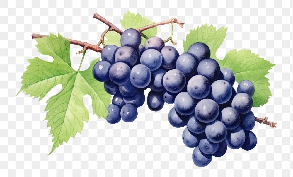 PNG Grapes fruit berry plant. AI generated Image by rawpixel.