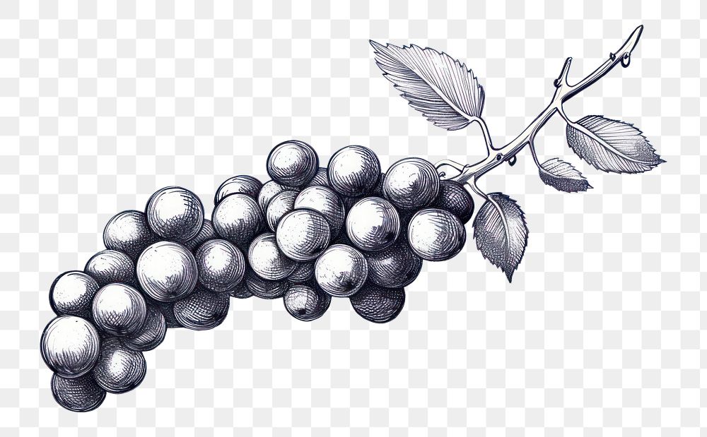 PNG Drawing sketch grapes plant. 