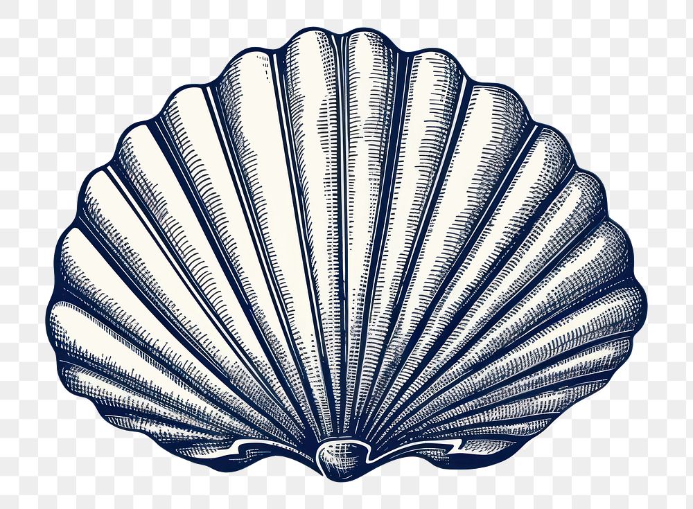 PNG Drawing sketch shell clam. AI generated Image by rawpixel.