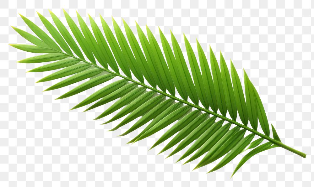 PNG Plant green leaf fern. | Premium PNG - rawpixel