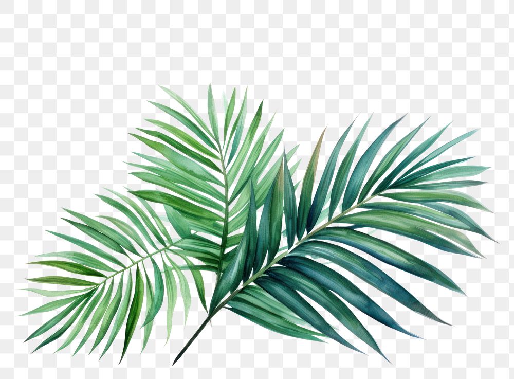 PNG Backgrounds plant leaf tree