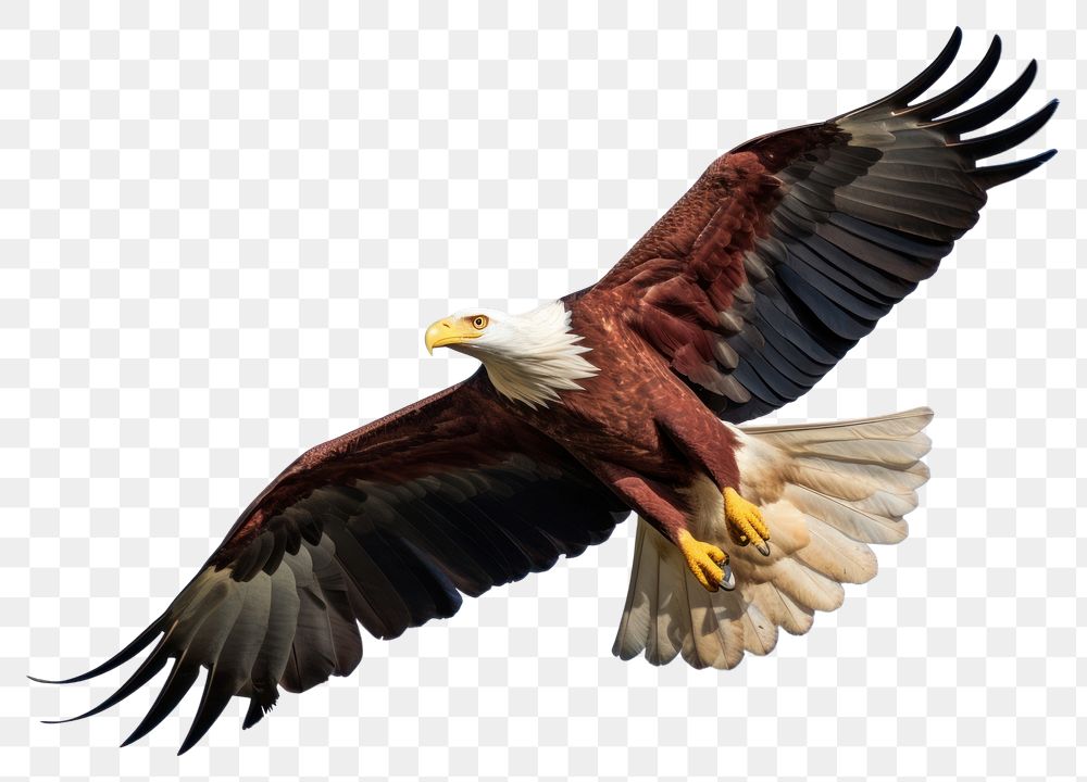 PNG Animal eagle bird blue. AI generated Image by rawpixel.