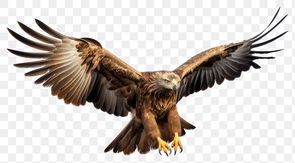 PNG Buzzard vulture animal flying. AI generated Image by rawpixel.