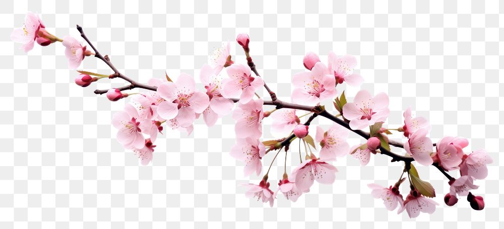 PNG Blossom flower cherry plant. AI generated Image by rawpixel.