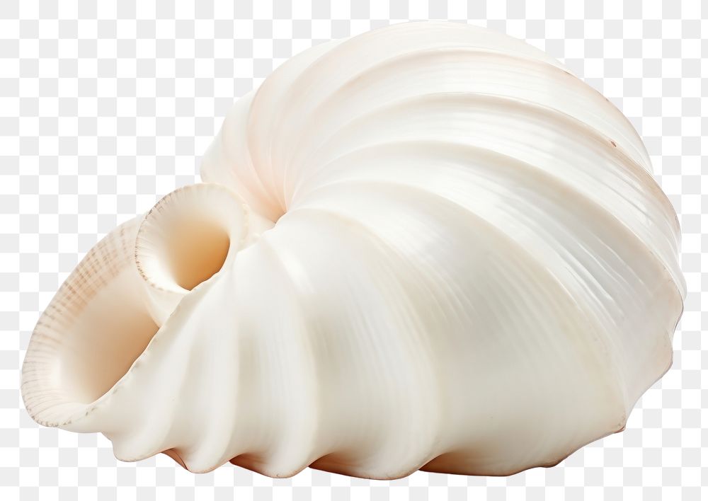 PNG White conch shell food. AI generated Image by rawpixel.