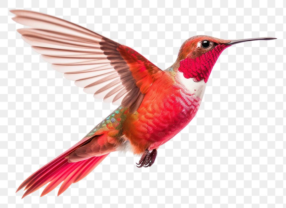 PNG Hummingbird animal flying beak