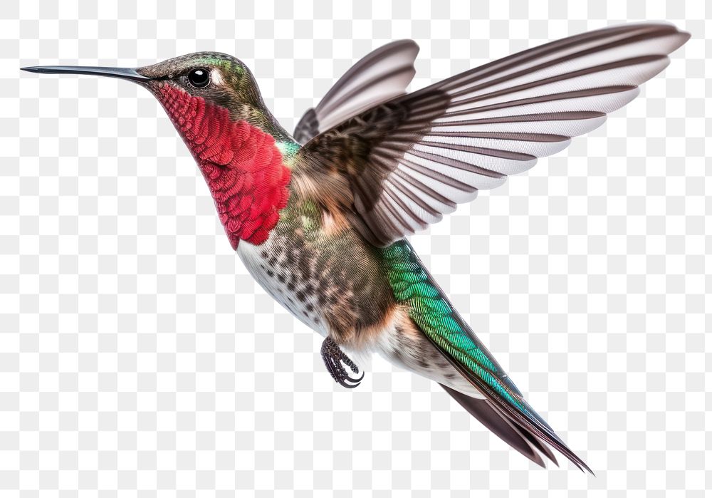 PNG Hummingbird animal white background wildlife. AI generated Image by rawpixel.