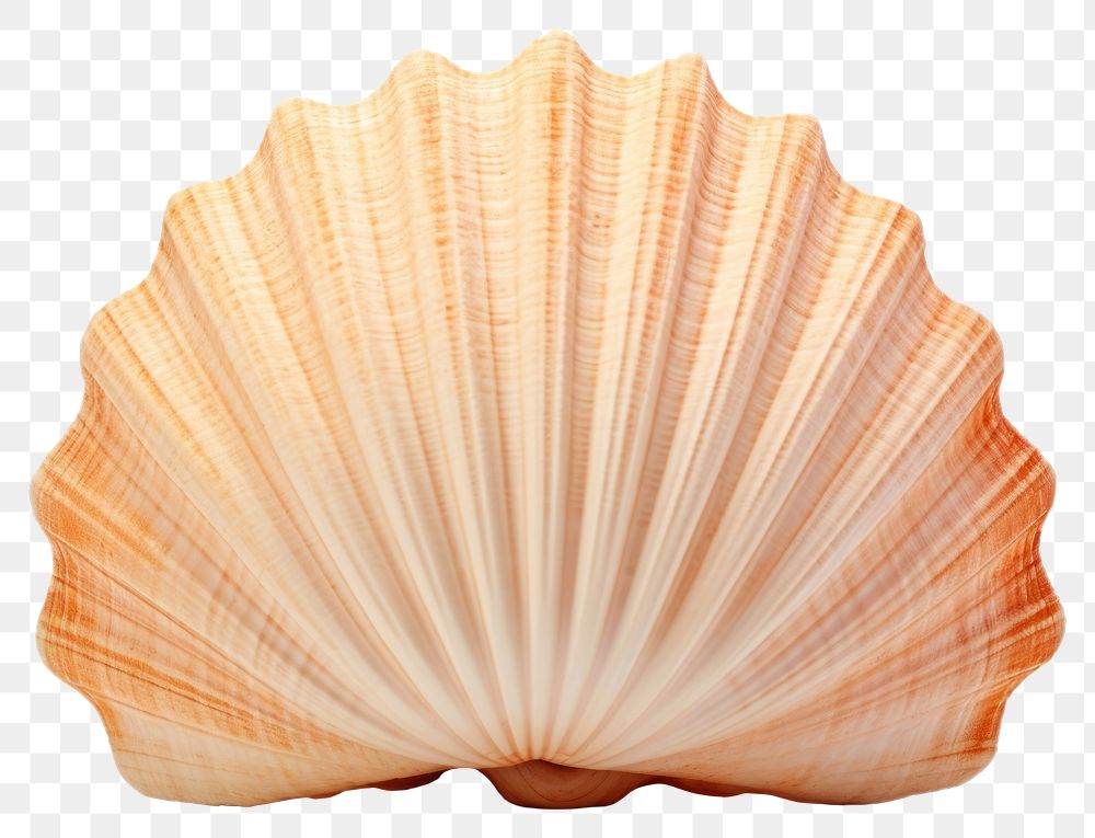 PNG Seashell seafood clam white background. AI generated Image by rawpixel.